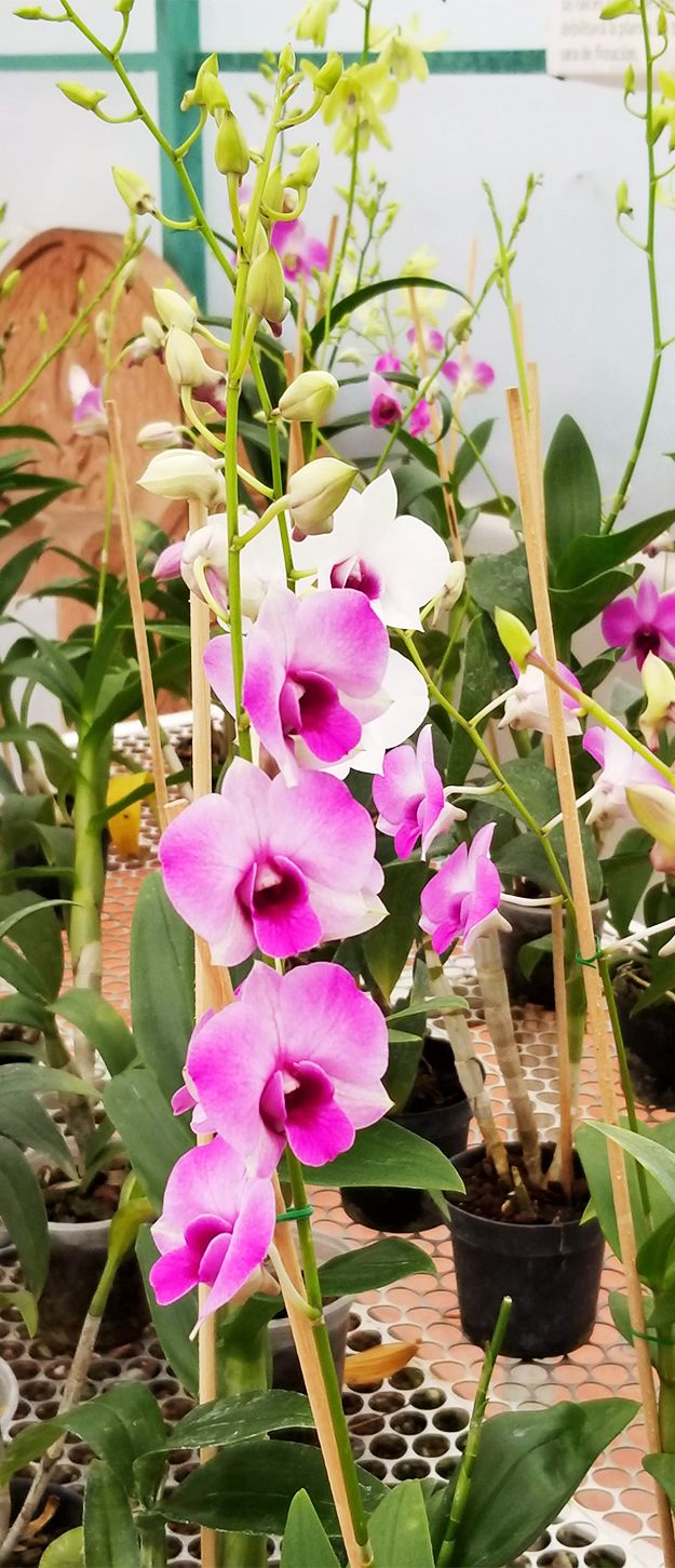 Tahí - Orquídeas y Flores Exóticas