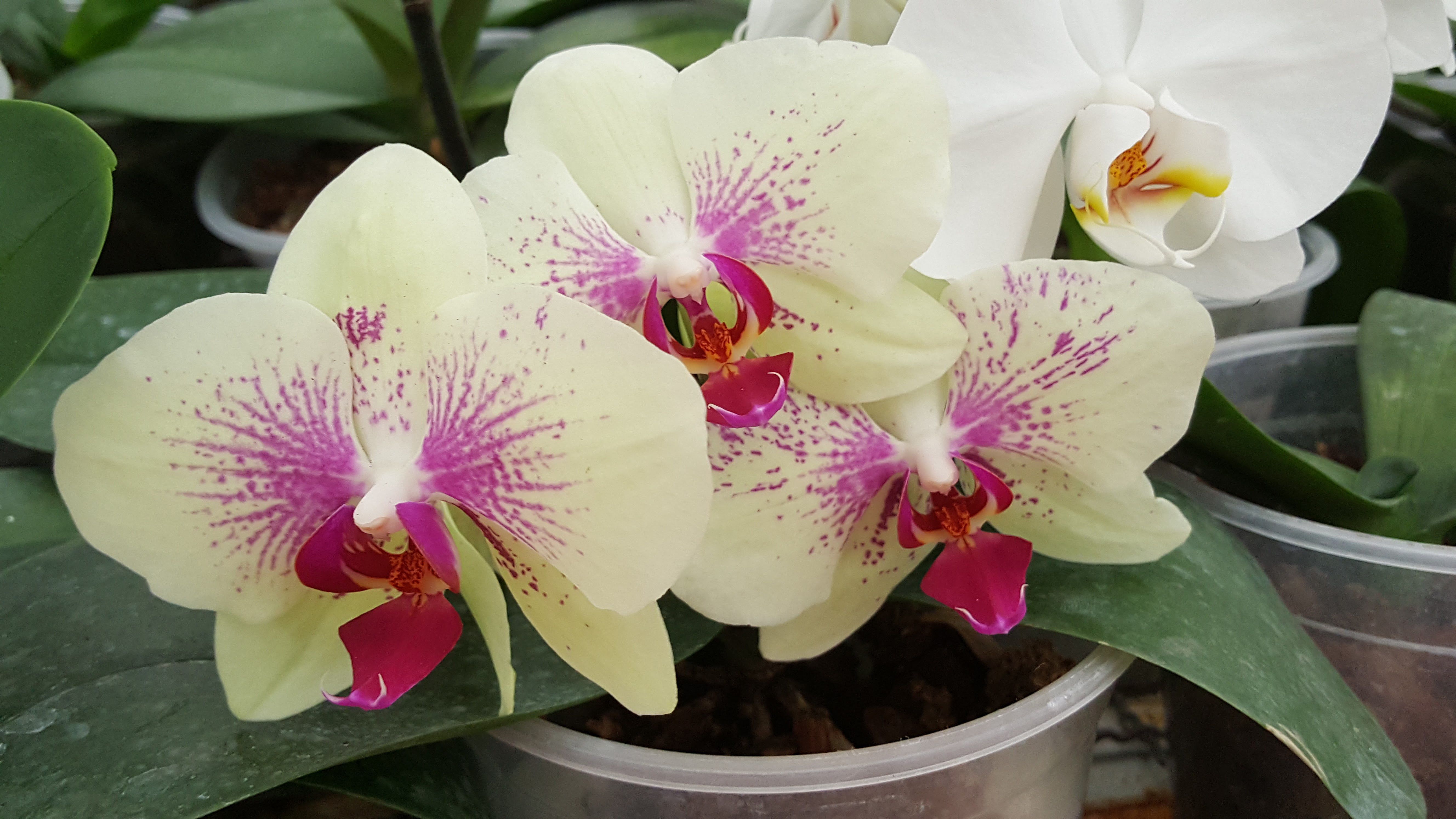 Tahí - Orquídeas y Flores Exóticas